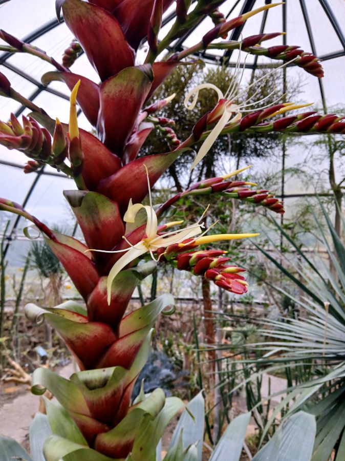 Die blühende Riesenbromelie am 4. Mai 2026. (Bilder: Botanischer Garten Zürich)